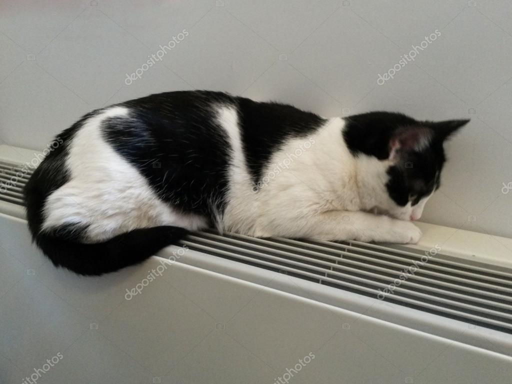 Katze entspannt sich auf einem warmen Heizkörper Stockfotografie lizenzfreie Fotos © route66