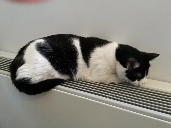 Black White Tabby Cat Relaxing Warm Radiator — Stock Photo, Image