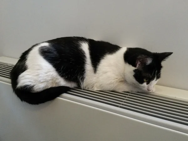 Zwart Witte Cyperse Kat Ontspannen Een Warme Radiator — Stockfoto