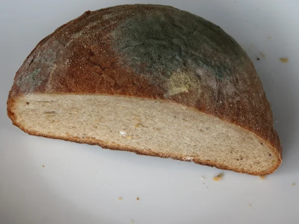 Pedaço Pão Coberto Por Mofo — Fotografia de Stock