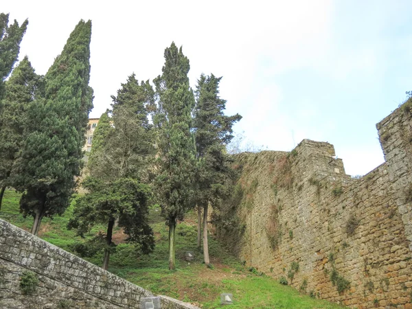 Pinos Coníferos Del Género Pinus Junto Las Murallas Medievales Volterra — Foto de Stock