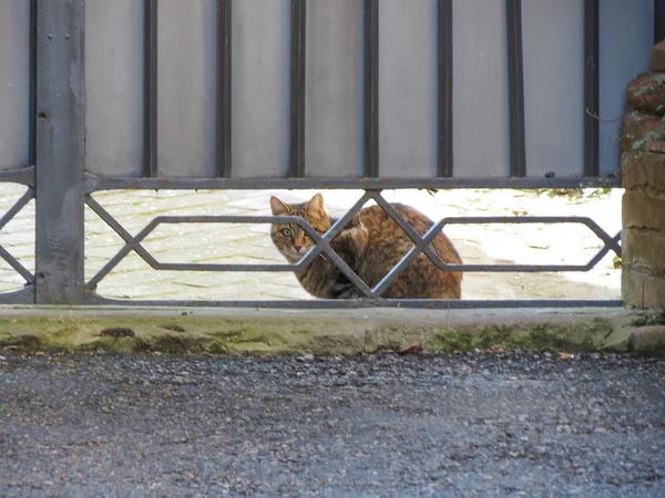 Animal de estimação de gato atrás de um portão — Fotografia de Stock