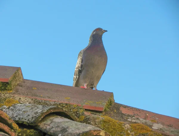 Haustaubenvogel Der Familie Columbidae Auf Dem Dach — Stockfoto