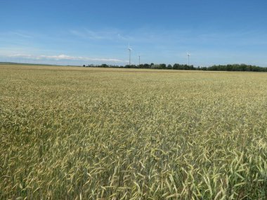 Yeşil enerji üretmek için buğday tarlası ve rüzgar türbiniyle kırsal alan manzarası