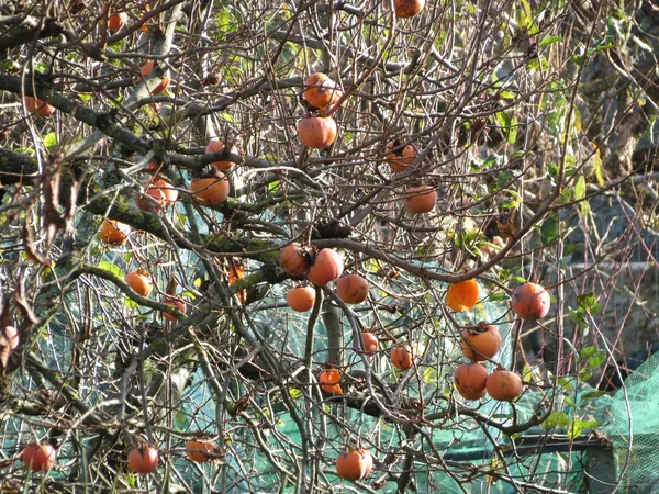 Frutos Maduros Kaki Todavía Árbol —  Fotos de Stock