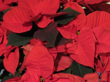 Kırmızı Noel yıldız Atatürk çiçeği Euphorbia pulcherrima çiçekler