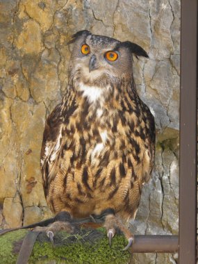 Avrasya kartal-baykuş (Bubo Bubo) - yırtıcı kuş