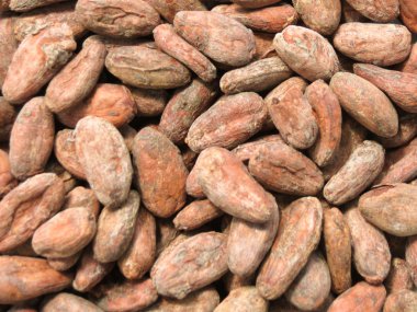 Madagaskar gelen kakao çekirdeği (theobroma kakao)