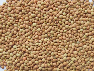 Makro mercimek darbeli somun (Lens culinaris)