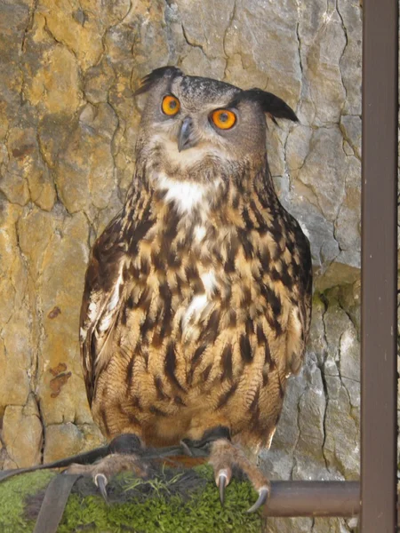 Eurasian Eagle Owl Bubo Bubo Bird Prey — Stock Photo, Image