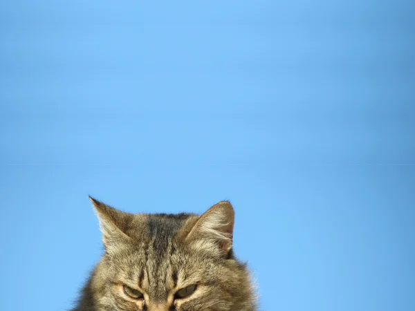 Gato Curioso Olhando Para Você — Fotografia de Stock