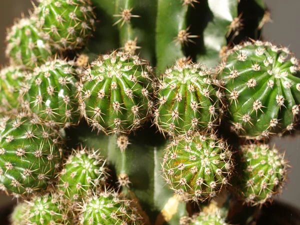 Detalj Saftig Prydnadsväxt Kaktusfett — Stockfoto