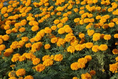 Bahçedeki güzel çiçek manzarası