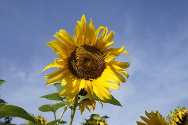 Tarladaki güzel ayçiçeklerinin manzarası