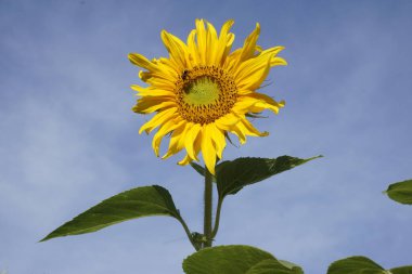 Tarladaki güzel ayçiçeklerinin manzarası