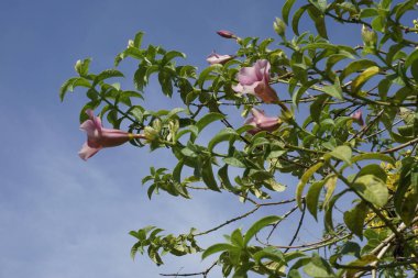 Bahçedeki güzel çiçek manzarası