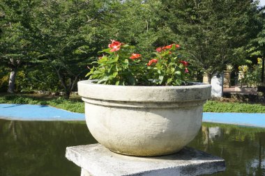 Bahçedeki güzel çiçek manzarası