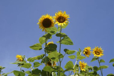 Tarladaki güzel ayçiçeklerinin manzarası