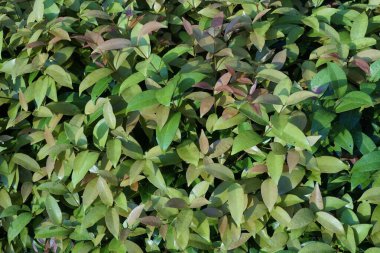 Çiy damlalı egzotik bitki yapraklarının yakın görüntüsü