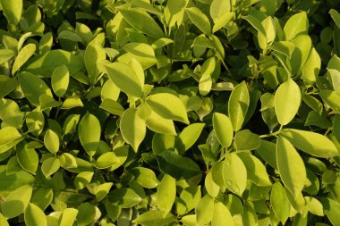 Egzotik bitki yapraklarının yakın görüntüsü