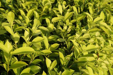 Egzotik bitki yapraklarının yakın görüntüsü