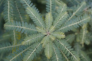 Egzotik bitki yapraklarının yakın görüntüsü