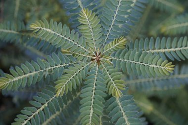 Egzotik bitki yapraklarının yakın görüntüsü