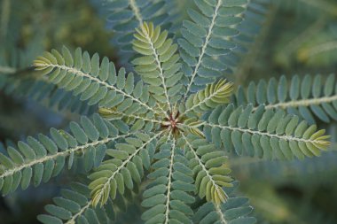 Egzotik bitki yapraklarının yakın görüntüsü