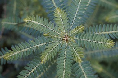 Egzotik bitki yapraklarının yakın görüntüsü