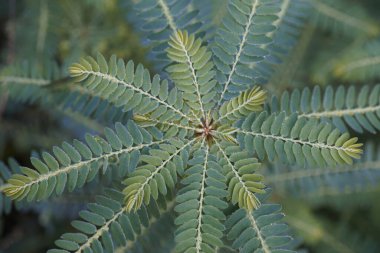 Egzotik bitki yapraklarının yakın görüntüsü