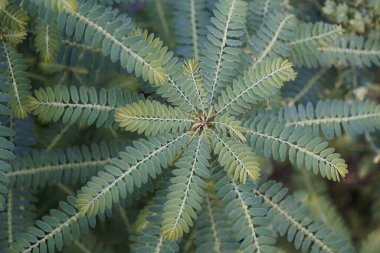 Egzotik bitki yapraklarının yakın görüntüsü