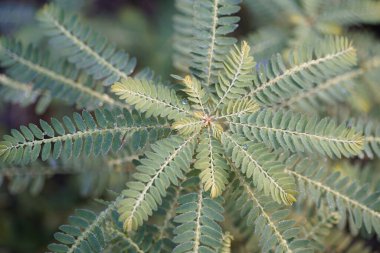 Egzotik bitki yapraklarının yakın görüntüsü