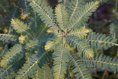 Egzotik bitki yapraklarının yakın görüntüsü