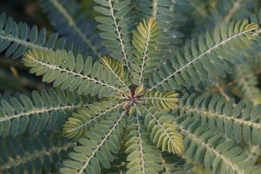Egzotik bitki yapraklarının yakın görüntüsü
