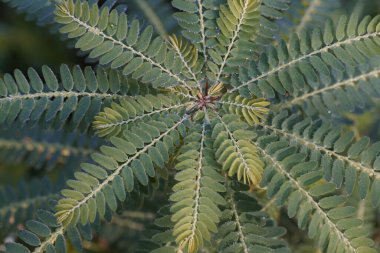 Egzotik bitki yapraklarının yakın görüntüsü