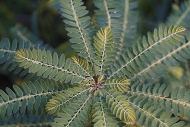 Egzotik bitki yapraklarının yakın görüntüsü