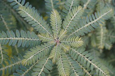 Egzotik bitki yapraklarının yakın görüntüsü