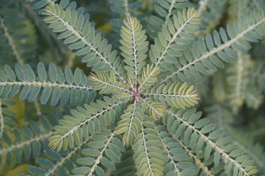 Egzotik bitki yapraklarının yakın görüntüsü