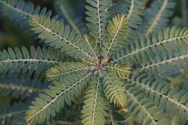 Egzotik bitki yapraklarının yakın görüntüsü