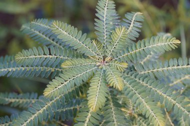 Egzotik bitki yapraklarının yakın görüntüsü