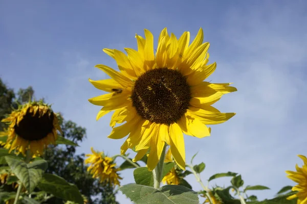 View Beautiful Sunflowers Field — Stock Photo, Image