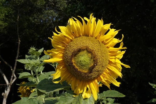 Вид Красиві Соняшники Полі — стокове фото