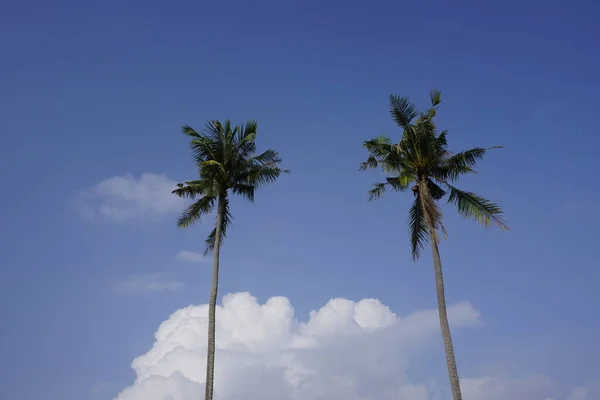 Palma Kokosowa Tle Nieba — Zdjęcie stockowe