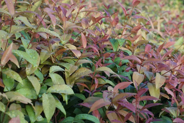 Close Van Bladeren Van Exotische Planten Met Dauwdruppels — Stockfoto