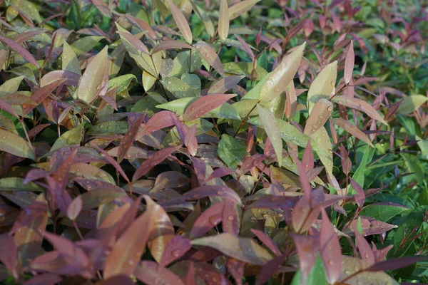 Close Van Bladeren Van Exotische Planten Met Dauwdruppels — Stockfoto