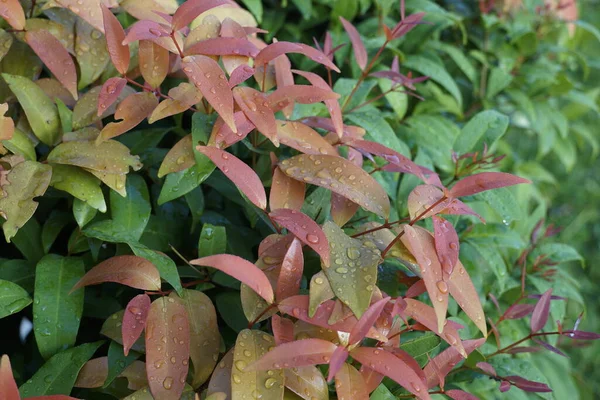 Close Van Bladeren Van Exotische Planten Met Dauwdruppels — Stockfoto