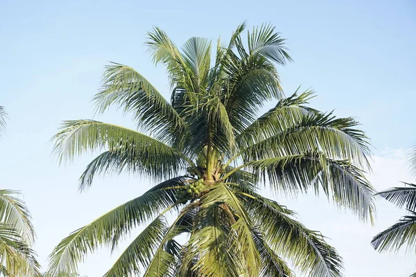 Kokosové Palmy Pozadí Oblohy — Stock fotografie