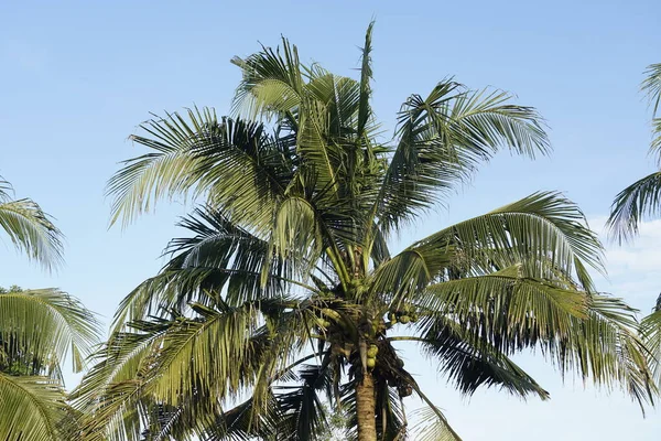 Palmeira Coco Fundo Céu — Fotografia de Stock