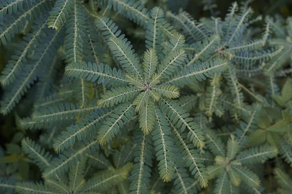 Närbild Blad Exotiska Växter — Stockfoto