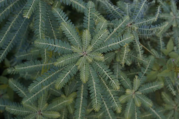 Närbild Blad Exotiska Växter — Stockfoto